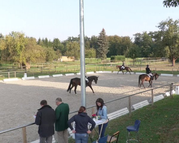 Reitturnier Köngen 2020