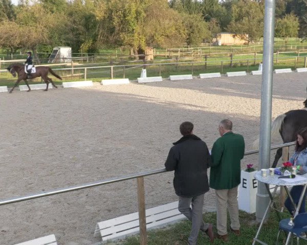 Reitturnier Köngen 2020