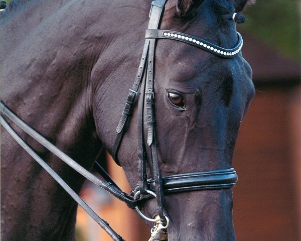 dressage horse Feline 66 (Westphalian, 2001, from Florestan I)