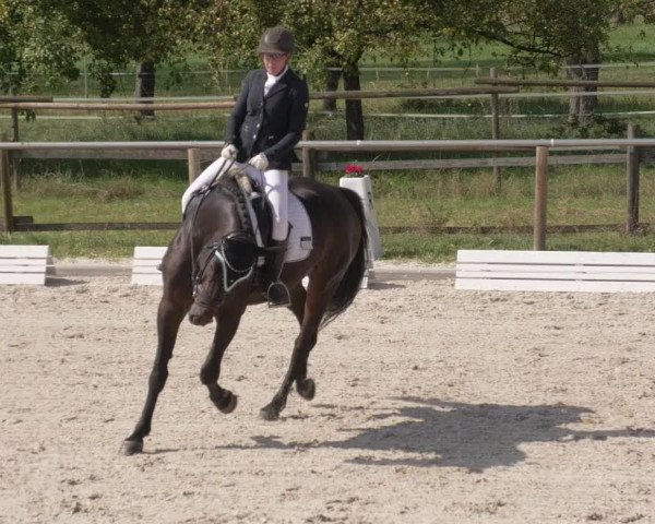 Reitturnier Köngen 2020