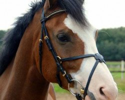 dressage horse Le petit Phantom K (Westphalian, 2008, from Lissacor)