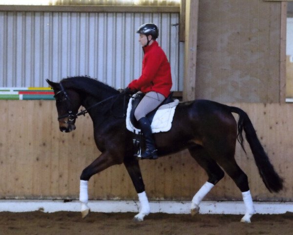 horse Wallach von Chivas / Worldy I (Hanoverian, 2011, from Chivas)