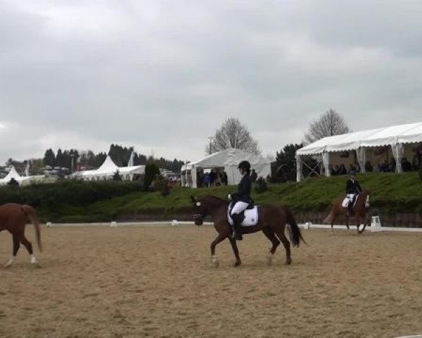dressage horse Waltraud 31 (German Riding Pony, 1997, from Derby)