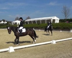 dressage horse Hollister 14 (Hanoverian, 2010, from High Spirits)