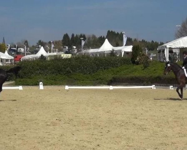 dressage horse Skyfall LD (Oldenburg, 2010, from Status Quo)