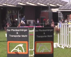Springpferd Berlo Z (Zangersheide Reitpferd, 2008, von Berlin)