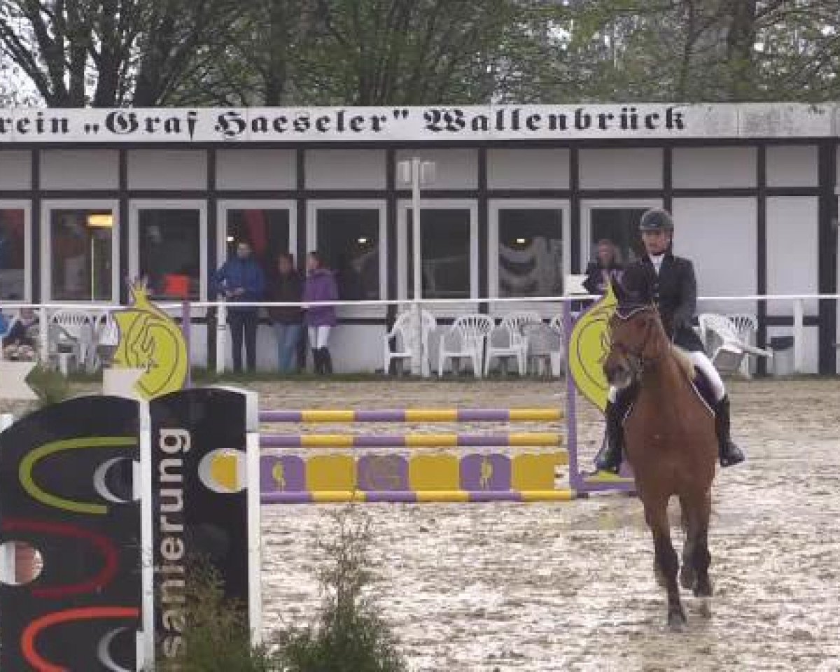 Springpferd Quintina 15 (Westfale, 2005, von Quidam de Revel)