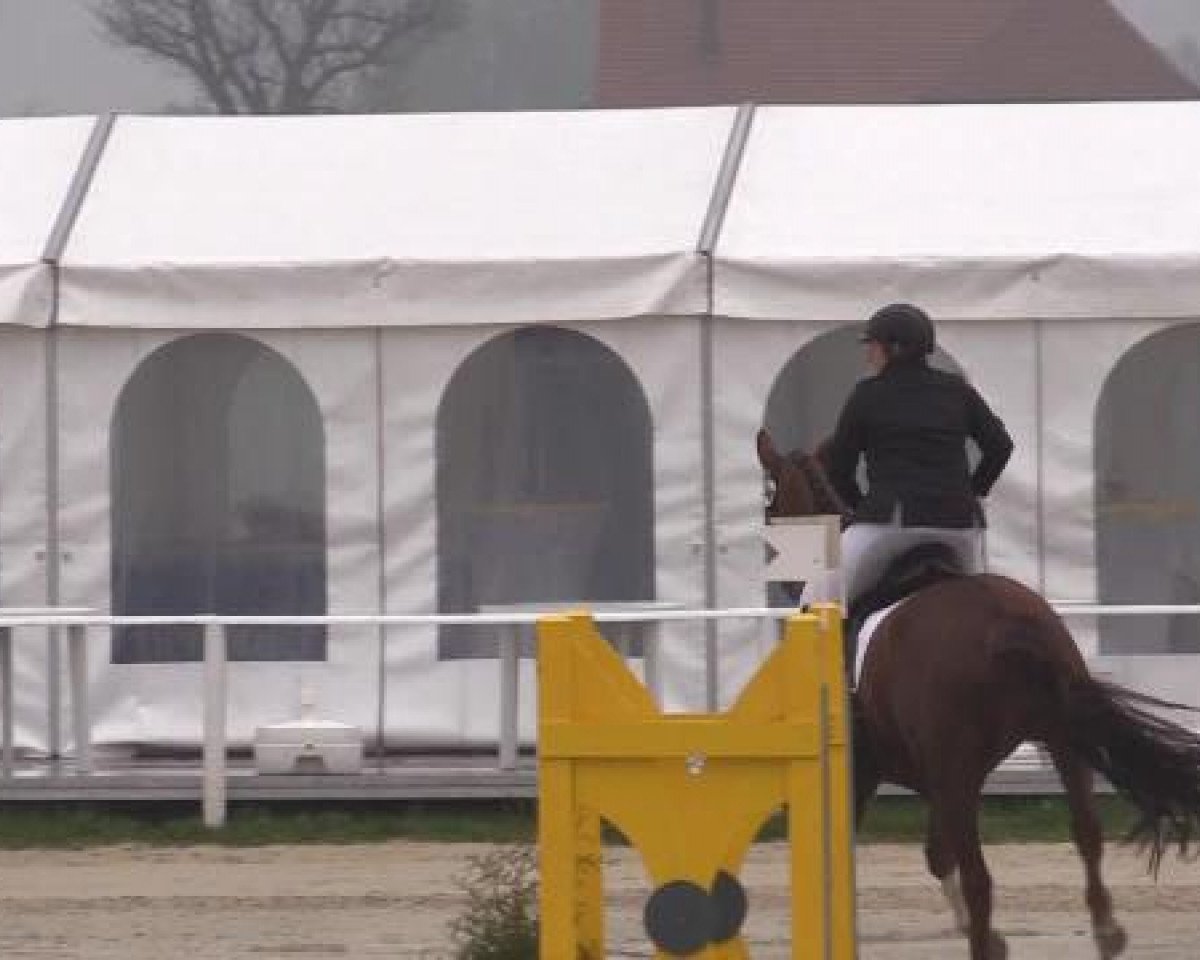 jumper Pippilotta Viktualia Vo (Trakehner, 2005, from Herzruf)
