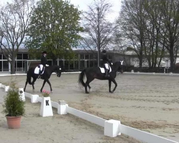 dressage horse Dynamic First (Hanoverian, 2007, from Don Ricoss)