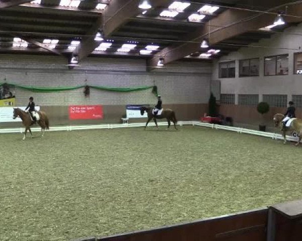 dressage horse Motilas (Haflinger, 2011, from Merlin)