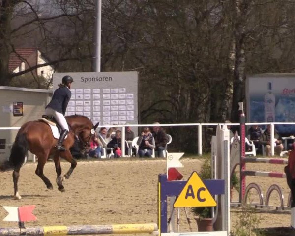 Pferd Caubonbon S (Westfale, 2011, von Cathanos)