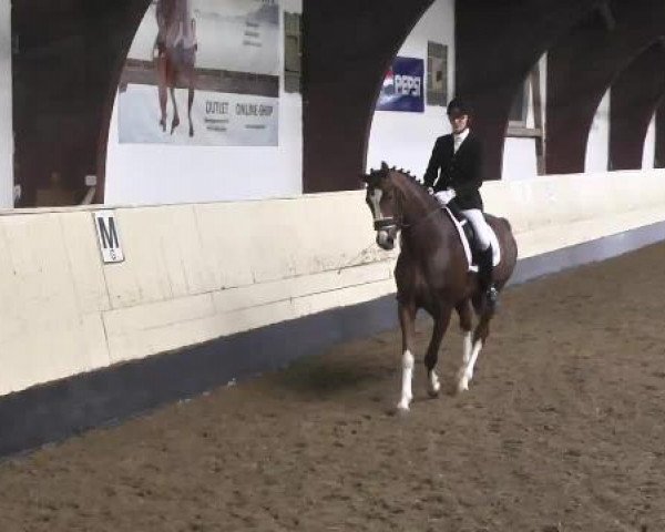 horse Davigno 3 (Württemberger, 2009, from Don Diamond)