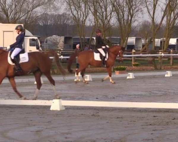 dressage horse White Chocolate 5 (Hanoverian, 2004, from Warkant)