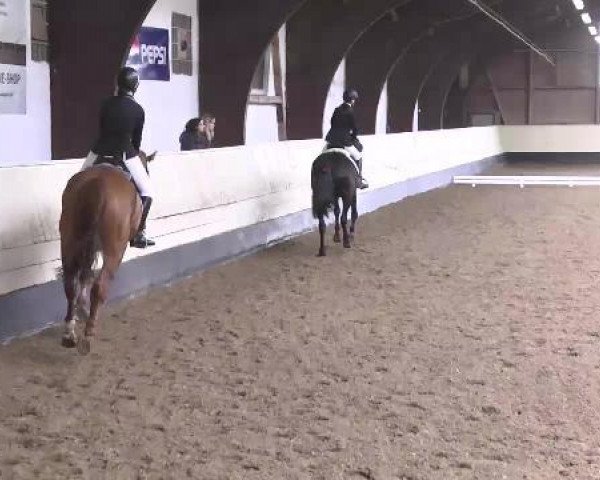 dressage horse Starlight (Little German Riding Horse, 2008, from Gerlof)