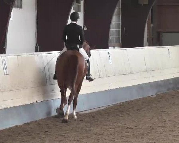 dressage horse Loriot 362 (Hanoverian, 2008, from Londontime)