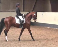 stallion Don't stop me (Bavarian, 2009, from Don Diamond)