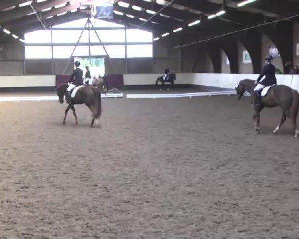 Dressurpferd Don Remo R (Württemberger, 2011, von Don Schufro)