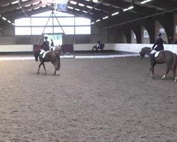 dressage horse Don Remo R (Württemberger, 2011, from Don Schufro)
