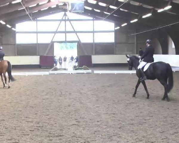 dressage horse Santo Spirito 2 (Württemberger, 2010, from Birkhof's Sirtaki)