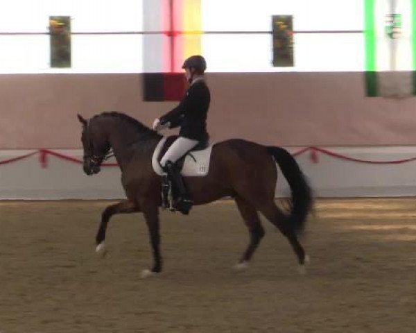 dressage horse Quaterflash 2 (German Sport Horse, 2008, from Quaterback)