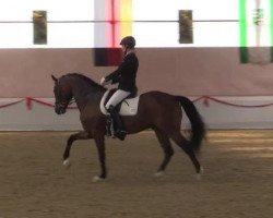 Dressurpferd Quaterflash 2 (Deutsches Sportpferd, 2008, von Quaterback)