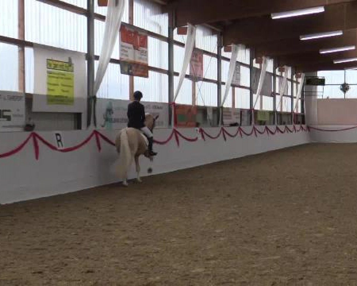 horse Golden Player AT (Westphalian, 2010)