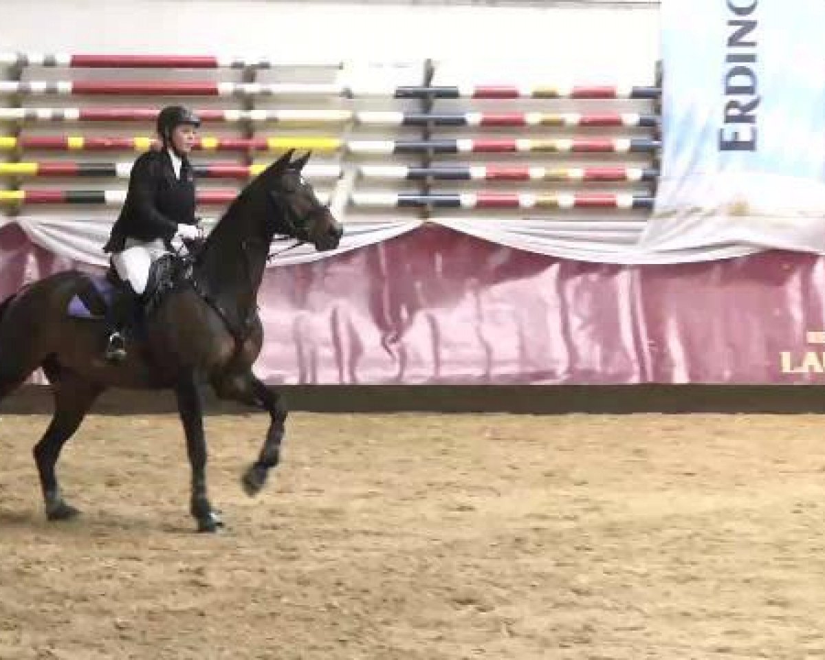 jumper Cherutina (Oldenburg show jumper, 2006, from Charity)