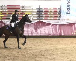 jumper Cherutina (Oldenburg show jumper, 2006, from Charity)