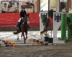 jumper Winnie 300 (Rhinelander, 2002, from Veneciano)