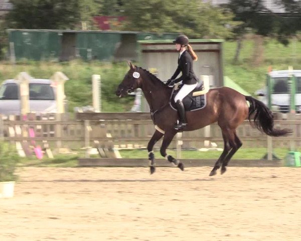 Reitturnier Schülp / Rendsburg 2020