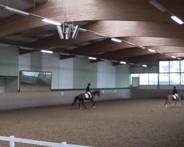 Zuchtstute Chiara 335 (Deutsches Reitpony, 2010, von Cornett) Zuchtstute Chiara 335 (Deutsches Reitpony, 2010, von Cornett)