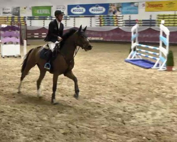 jumper Askara 16 (Bavarian, 2010, from Askari)