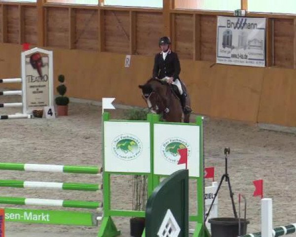 jumper Seminem (KWPN (Royal Dutch Sporthorse), 2010, from Singapore)