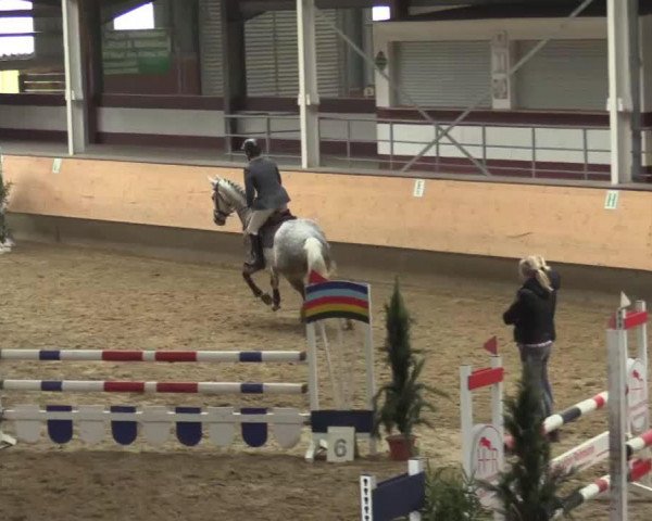 jumper Contador (Hanoverian, 2011, from Contendros 2)