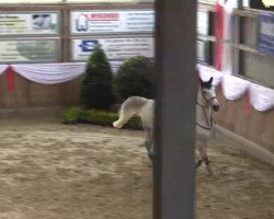 Springpferd Crown Boy T (unbekannt, 2008)