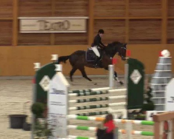 Springpferd Querida SH (Westfale, 2010, von Quipeggio)