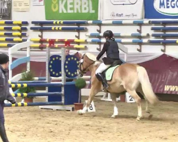 dressage horse Anthony's Marley (Haflinger, 2006, from Anthony)