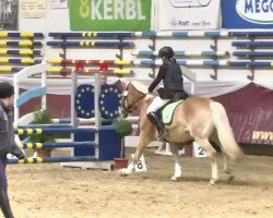 Dressurpferd Anthony's Marley (Haflinger, 2006, von Anthony)