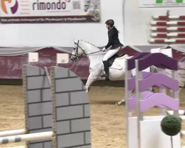 jumper Borowsky xx (Arabian, 1999, from Paris House xx)