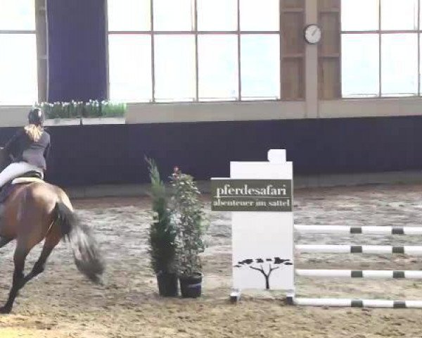 jumper Rosetta B (Zweibrücken, 2010, from Rosenzauberer)