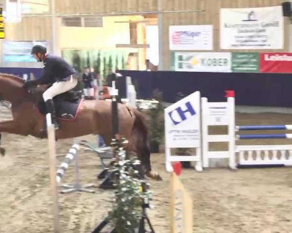 jumper Prime-Time 3 (Hanoverian, 2010, from Perigueux) jumper Prime-Time 3 (Hanoverian, 2010, from Perigueux)