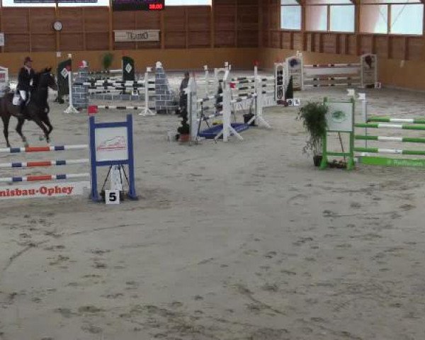 Springpferd Upsilon du Tillard (Selle Français, 2008, von Contendro I)