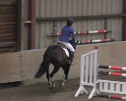 broodmare Darling 292 (Hanoverian, 2010, from Diarado)