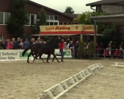 broodmare San Revolution (Westphalian, 2014, from San Amour I)