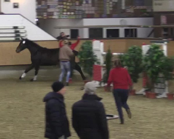 horse Stute von Christiano (unknown, 2012, from Christiano)