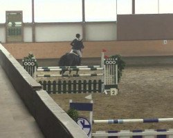 jumper Atze N.W. (Westphalian, 2009)