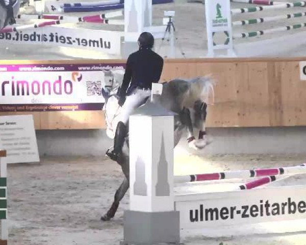 jumper Athos 233 (Hanoverian, 2009, from Avagon)