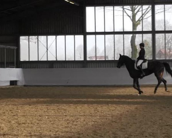 Zuchtstute So Pretty (Westfale, 2010, von Show Star)