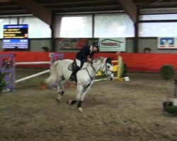 Springpferd Richi Rich 7 (KWPN (Niederländisches Warmblut), 2000, von Royal Bravour)