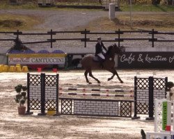 jumper Dicardo (KWPN (Royal Dutch Sporthorse), 2008, from Indoctro)